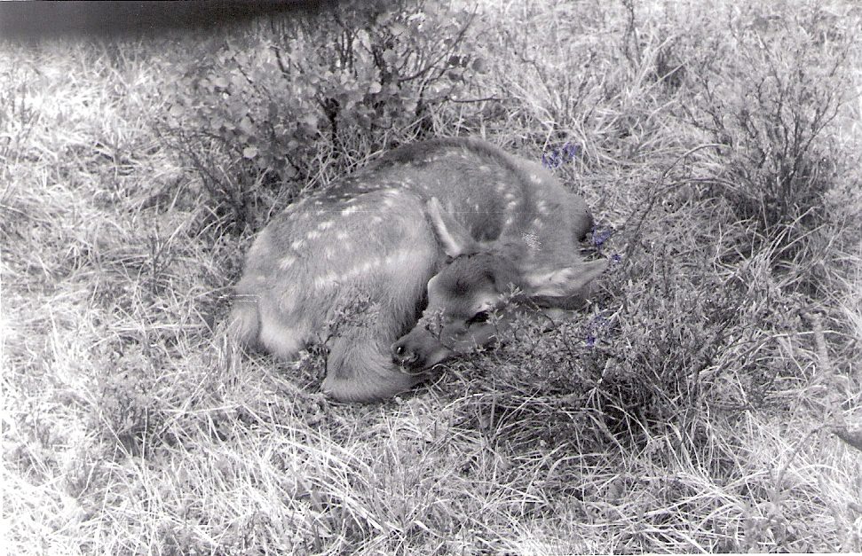 Elk Calf