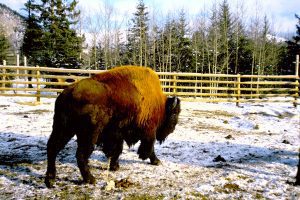 Bison in corrals