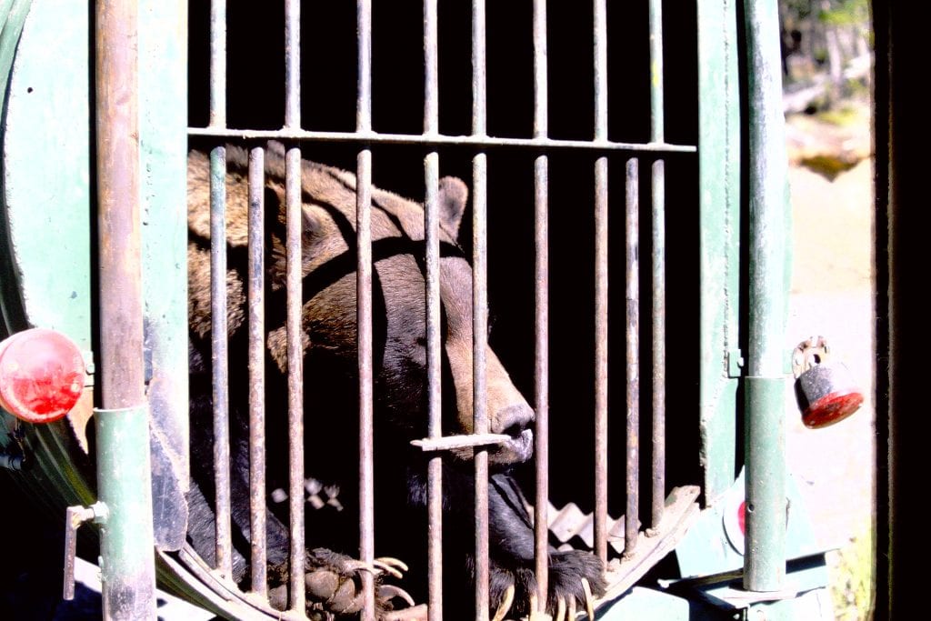 Grizzly in cage
