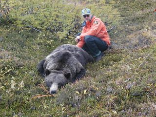 Tranquilized adult female grizzly for radio-collaring purposes.