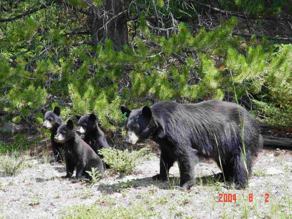 black bear mother with 3 cubs