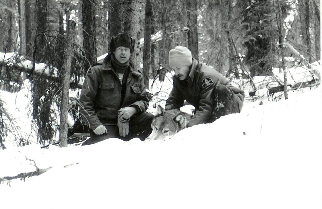 one of the very first wolves radio collared in Banff National Park in 1987