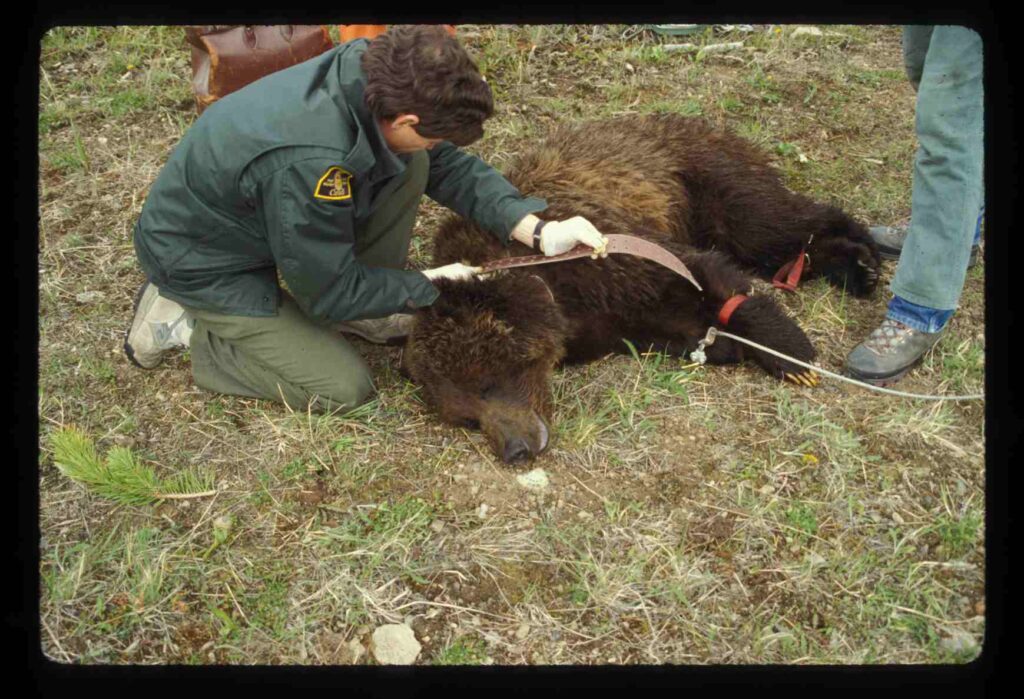 Capture of male grizzly bear #14 in 1994