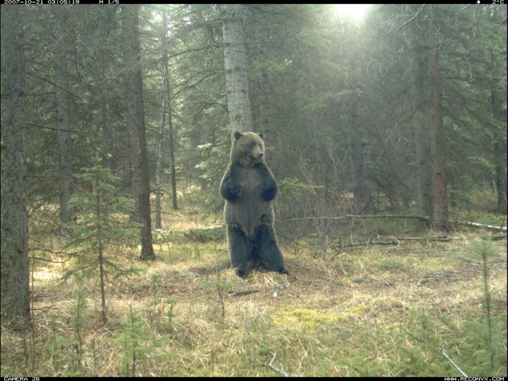 Remote camera captures large male grizzly bear at a rub tree used to collect hair for DNA analysis in 2009