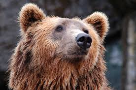 The Grizzly Campsite (bear) Encounter by Gord Anderson (Warden Journals)