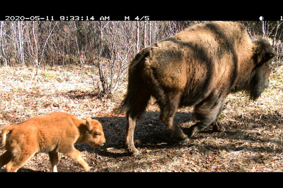 Banff N.P. successful Bison re-introduction project update …